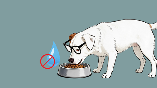 Entzieht Trockenfutter dem Hund Wasser? Was Studien wirklich zeigen