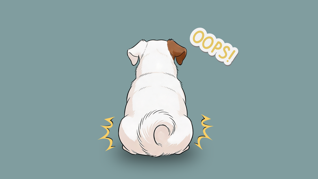 Übergewicht beim Hund: Wann ist mein Hund zu dick?