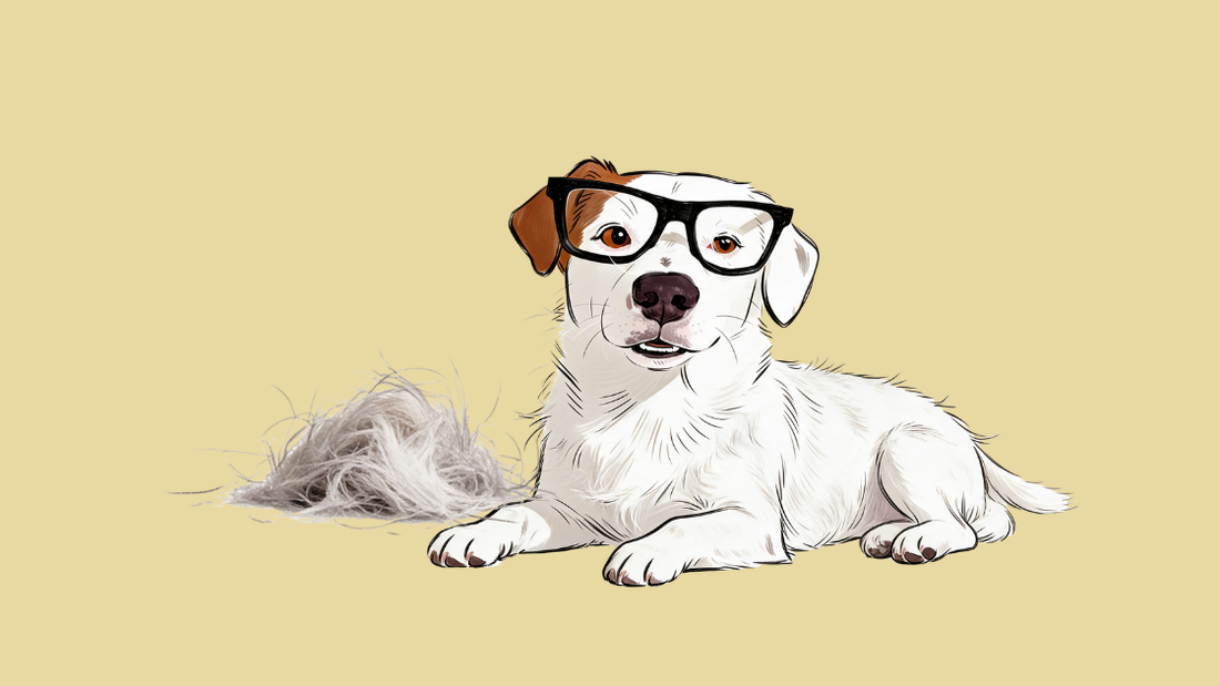 Hund beim Fellwechsel – Haare überall
