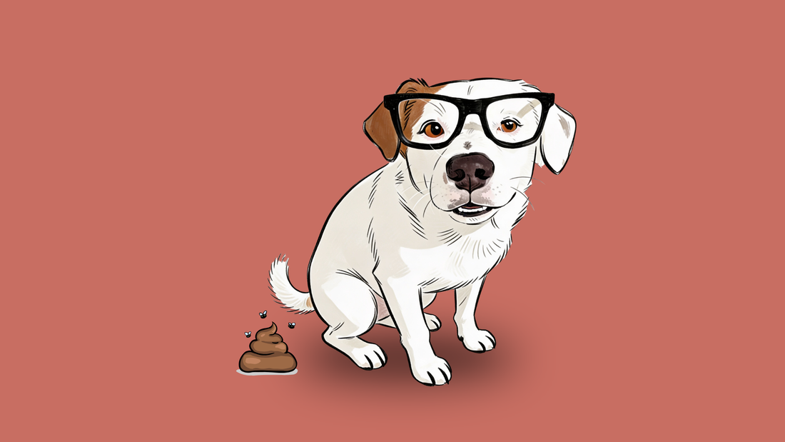 Giardien beim Hund: Was wirklich hilft (und was nicht)