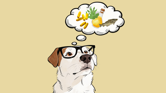 Algenöl, Dorschöl oder Kapseln: Was ist die beste Omega 3 Quelle für deinen Hund?