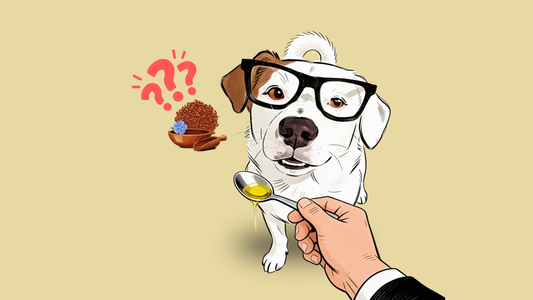 Algenöl, Leinöl oder Fischöl – was braucht mein Hund wirklich?