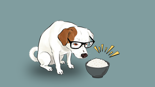 Schonkost für den Hund? So geht's in 10 Minuten