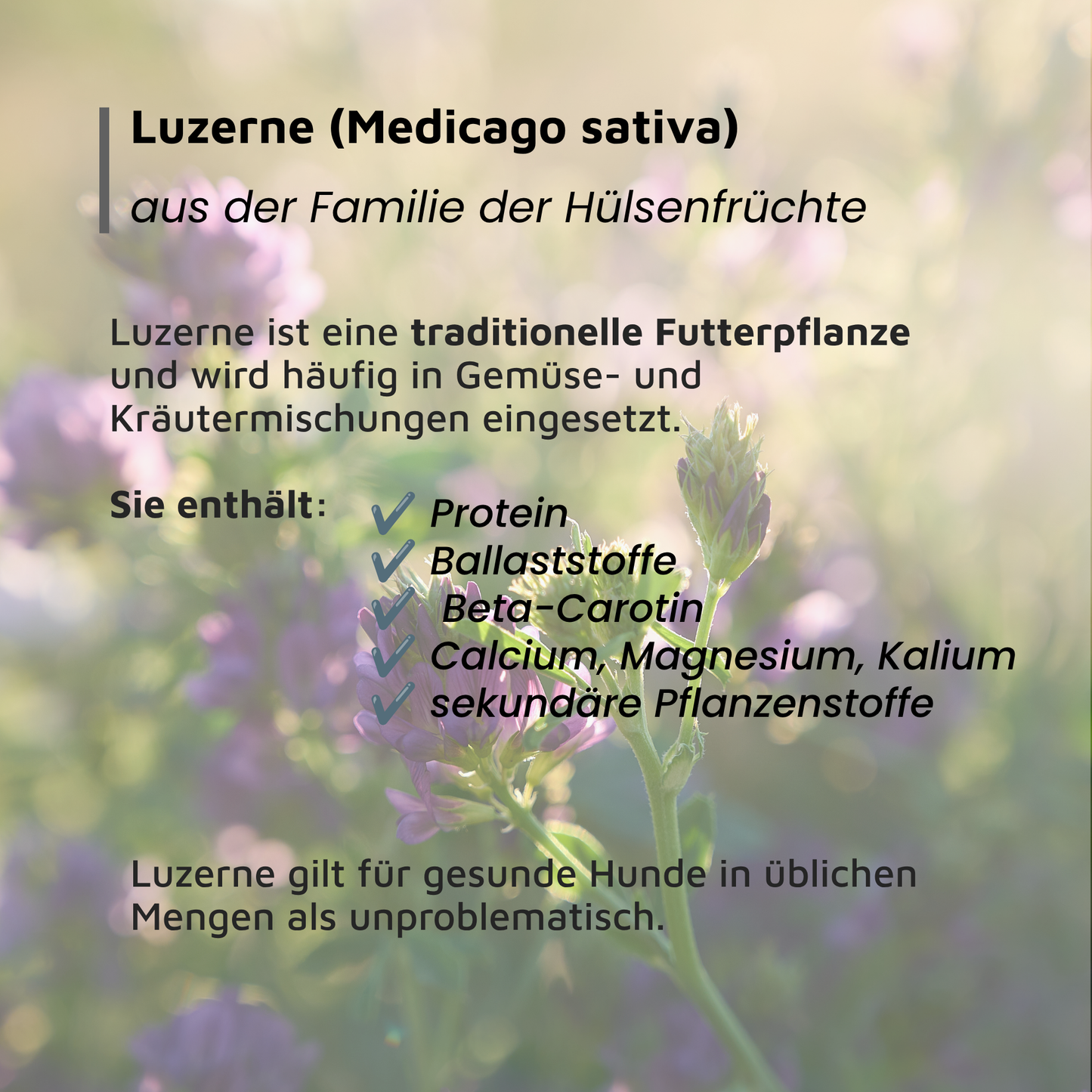 BALD VERFÜGBAR: OLEWO Kartoffel - Karotte - Luzerne