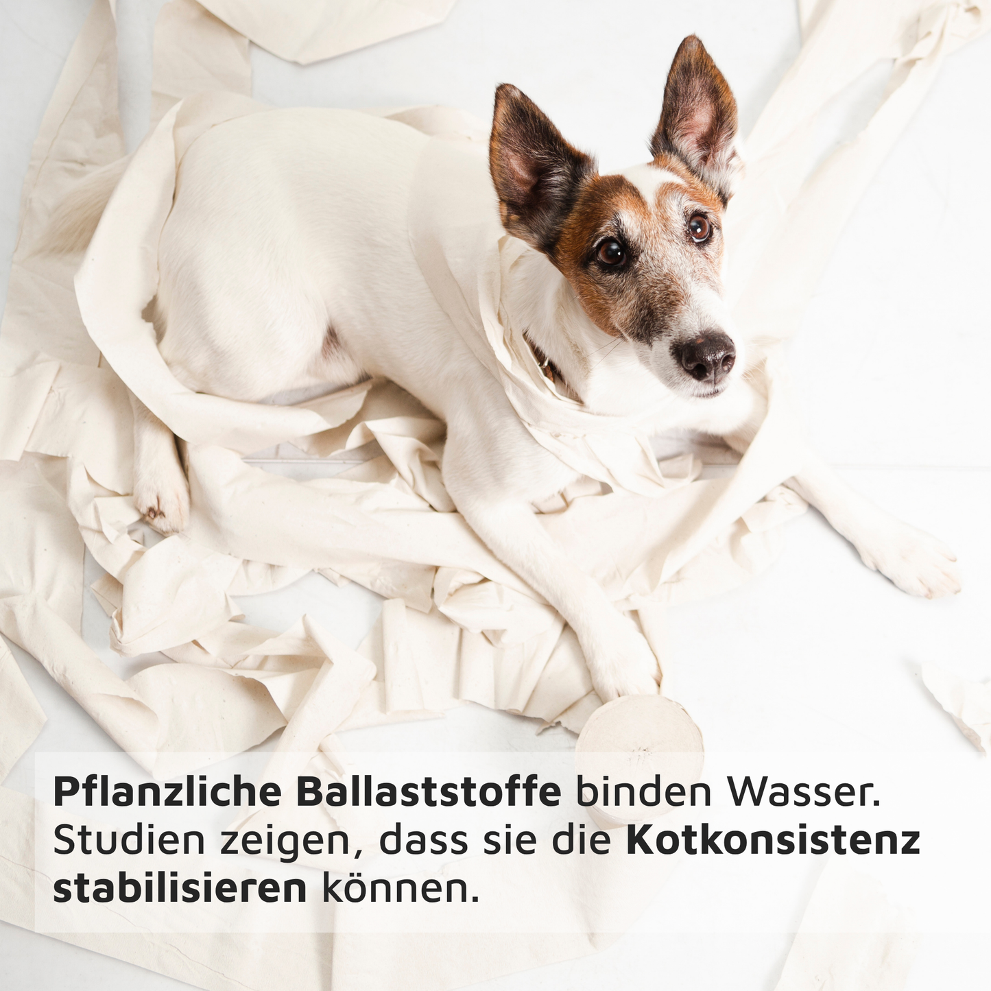 BALD VERFÜGBAR: OLEWO Karotten-Rote Bete-Pellets – 60% Karotte, 40% Rote Bete