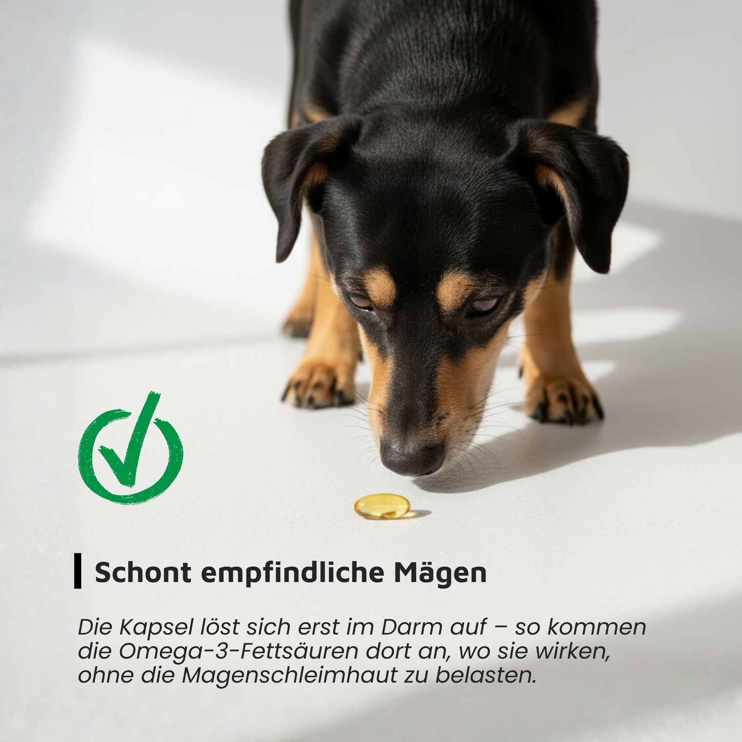 Algenölkapseln – Veganes Omega-3 in Kapselform