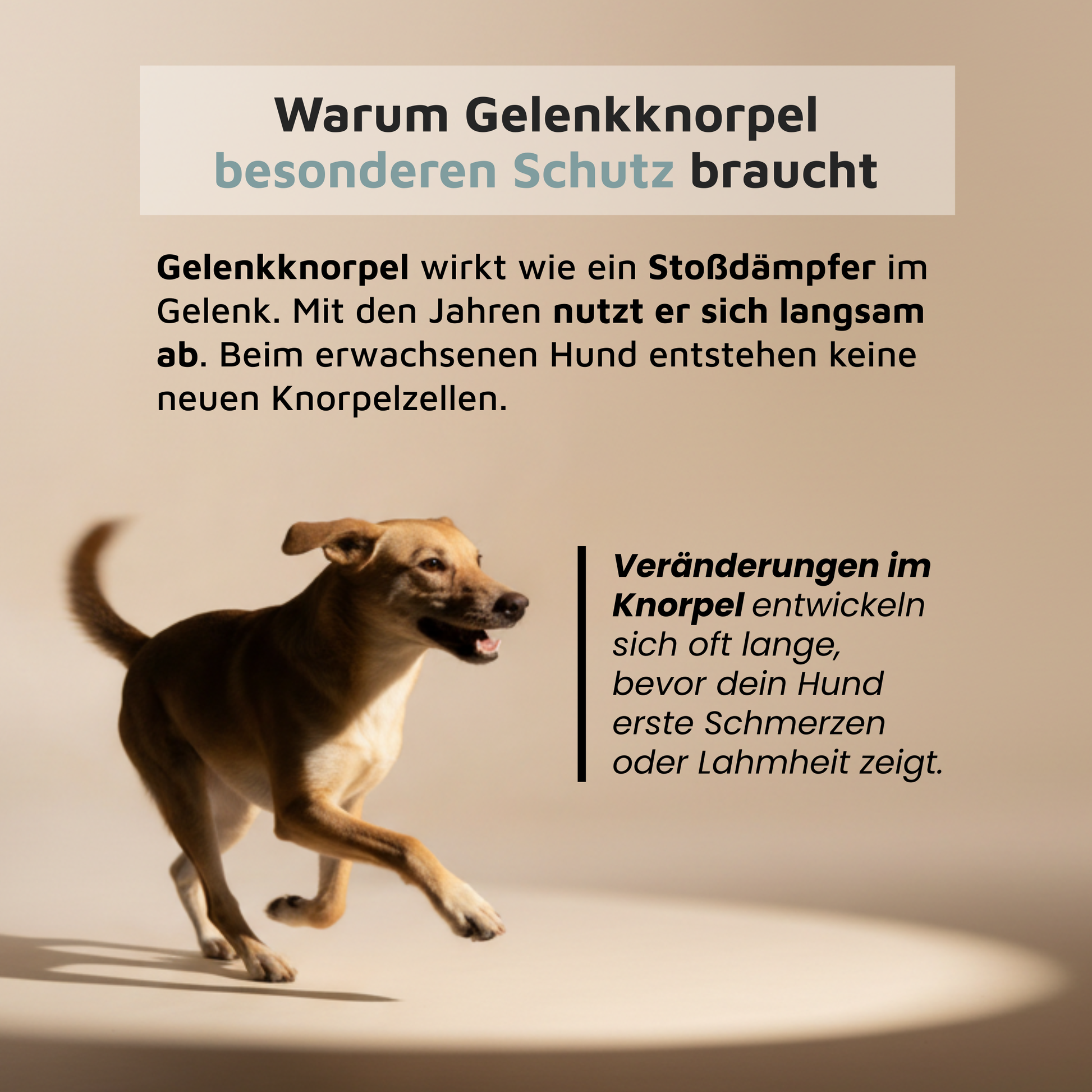 WissensVet Gelenkzusatz Wirkweise – präventive Gelenkunterstützung beim Hund