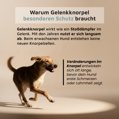 WissensVet Gelenkzusatz Wirkweise – präventive Gelenkunterstützung beim Hund