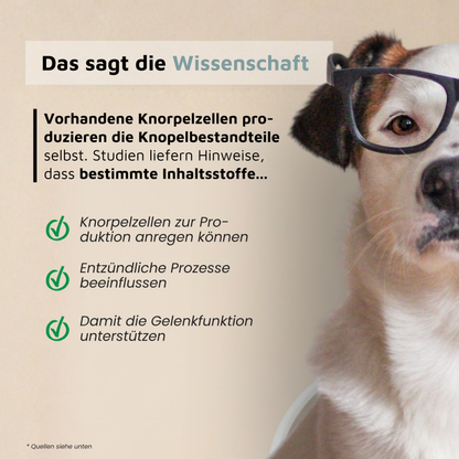 WissensVet Gelenkzusatz – evidenzbasiertes Gelenkpräparat für Hunde von Dr. Jessi Farger