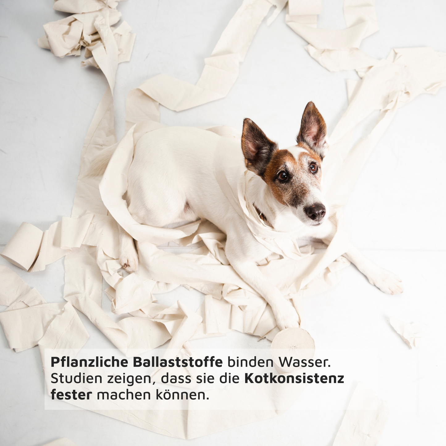 Gemüse Mix - Karotte, Kürbis & Rote Bete