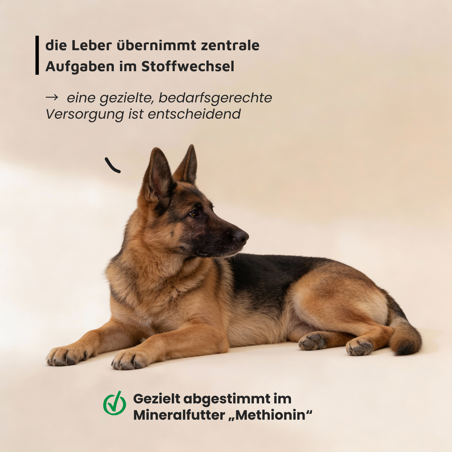 Mineralfutter für Hunde "+ Methionin"