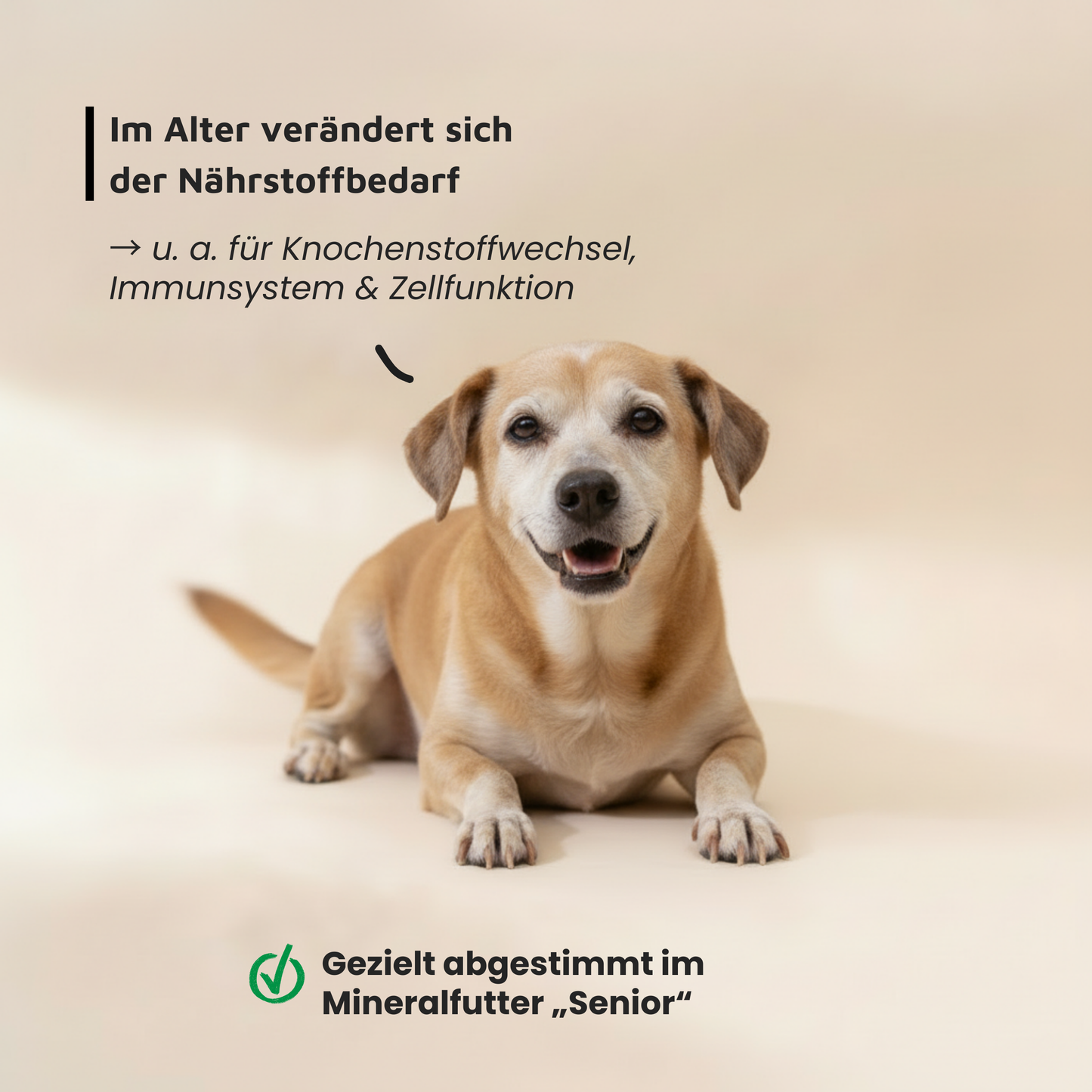 Mineralfutter für Hunde "Senior"