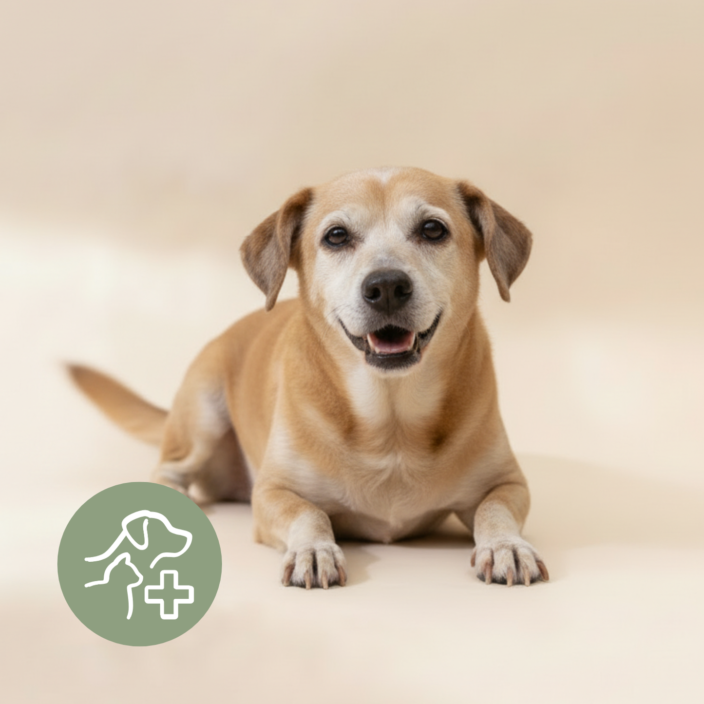 Mineralfutter für Hunde "Senior"