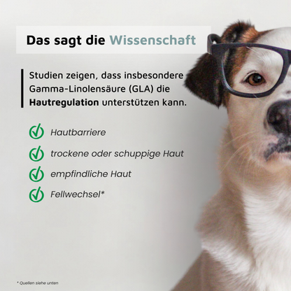 Nachtkerzenöl - Reich an Gamma-Linolensäure (GLA)