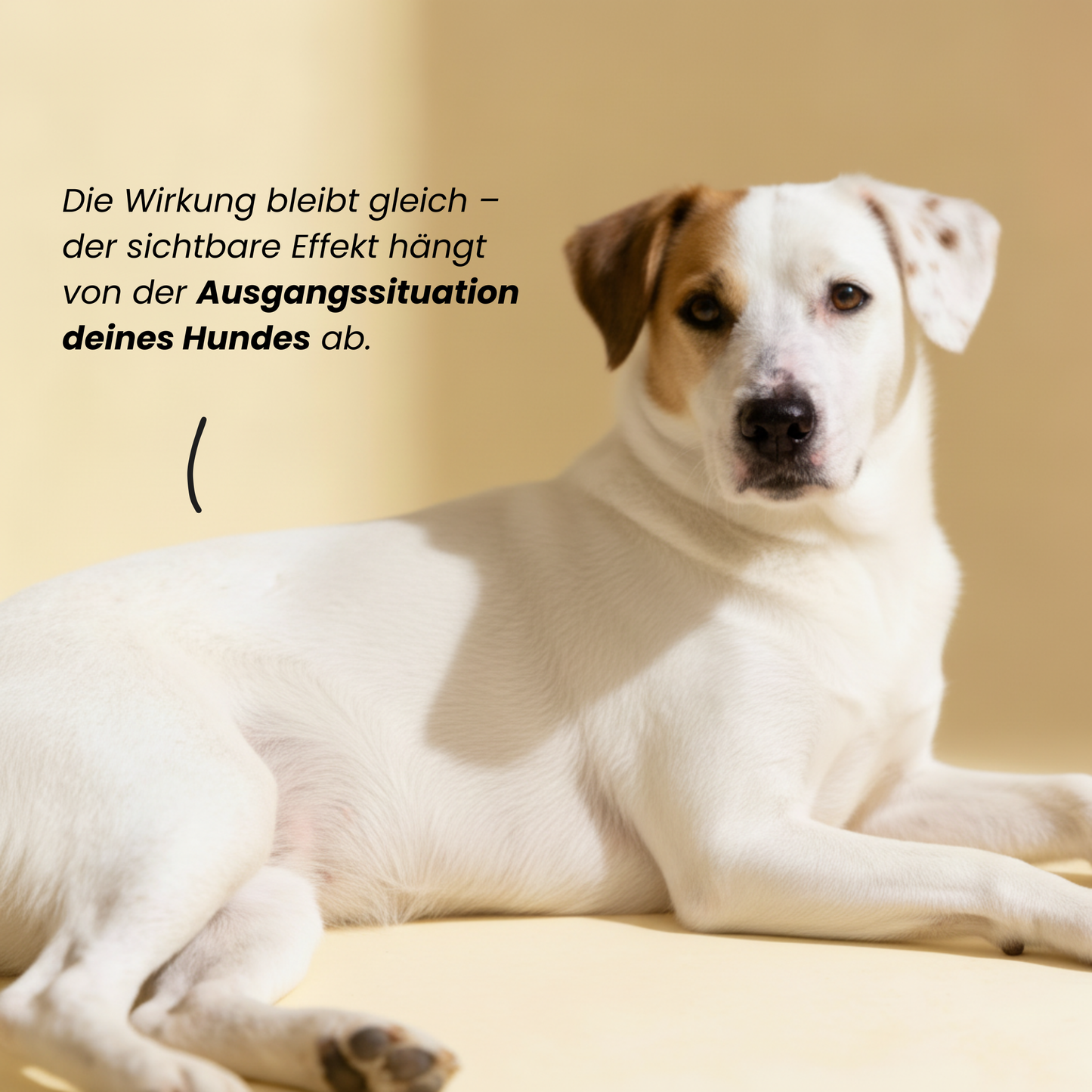Pektin - Präbiotischer Ballaststoff für die Darmgesundheit
