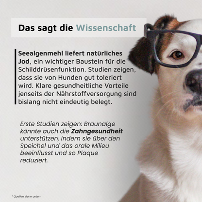 Seealgenmehl - Natürliche Jodquelle